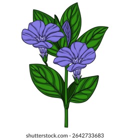 Delicate vector illustration of a stylized periwinkle sprig with two vibrant purple blossoms and lush green leaves, showcasing a detailed hand-drawn style perfect for botanical designs.