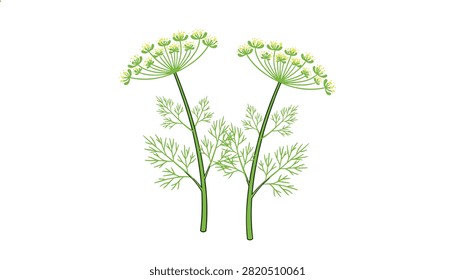 Delicate vector illustration of two dill plants with green feathery leaves and yellow umbrella-like blossoms.