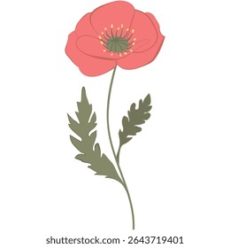 Delicate Vector Red Poppies Illustration with Buds and Leaves