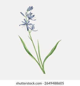 Delicate watercolor illustration of a blue flower. The flower's elegant petals and green leaves create a serene, natural vibe. Perfect for floral, botanical, and nature themes. Vintage flower vector.