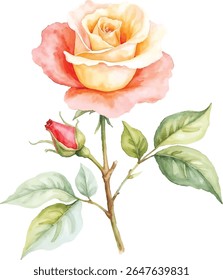 A delicate watercolor illustration captures a blooming peach and yellow rose alongside a vibrant red rose bud and lush green leaves, all presented on a transparent background.