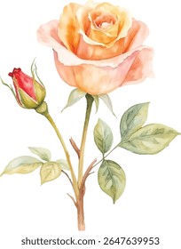 A delicate watercolor illustration features a fully bloomed peach and yellow rose alongside a vibrant red rose bud. The flowers and their green leaves are isolated on a transparent background.