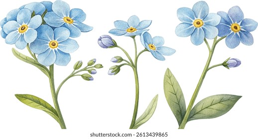 A delicate watercolor painting of forget-me-not flowers in bloom.  The image features multiple stems and buds.