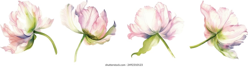 Delicate Watercolor Pastel Flower Vector Illustration. .Manual composition