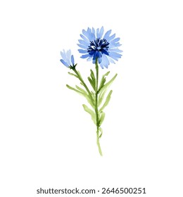 Delicado vetor aquarela ilustração de uma flor de milho azul (Centaurea cyanus), pintado à mão e isolado em um fundo branco