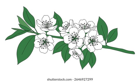 Delicado branco flores Adorn um ramo verde uma ilustração floral primavera