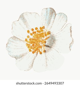 Delicado branco flor ilustração com um olhar texturizado. A flor apresenta detalhes pétalas intrincados e um centro amarelo vibrante, criando uma sensação botânica vintage. Vetor de ilustração de flor vintage.
