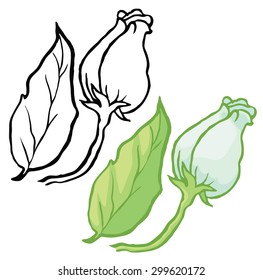 delicate white flower with leaf - vector isolated hand drawing illustration for design