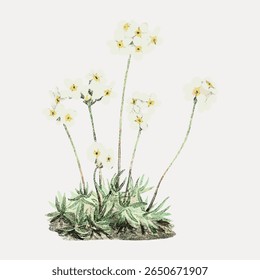 Delicate white flowers with yellow centers, drawn in a soft, watercolor style. These flowers have long stems and green leaves, creating a serene floral illustration. Vintage flower illustration vector