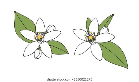 Delicate white orange blossoms with green leaves adorn a white background in a beautiful floral illustration