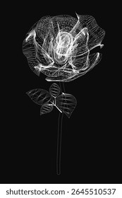 Uma rosa branca delicada destaca-se contra um fundo preto escuro, com as pétalas desfraldando suavemente com detalhes intrincados. O contraste acentuado aumenta a elegância da flor, enquanto sombras sutis acrescentam profundidade.