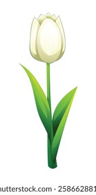 Delicate white tulip with smooth petals and leaves. Vector cartoon illustration