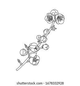 
Delicate wild cherry flowers. A branch of blooming Japanese sakura. Isolated. Vector illustration on a white background in outline style. For posters, cards, print for textiles and other decor.