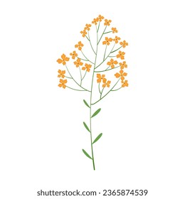 Delicate wildflower. Many small yellow inflorescences on one stem. Beautiful flower isolated on white background. Blooming twig. Vector illustration.