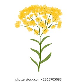 Delicate wildflower. Many small yellow inflorescences on one stem. Beautiful flower isolated on white background. Blooming twig. Vector illustration.