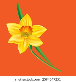 delicate yellow daffodil vector illustration