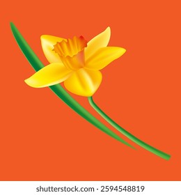 delicate yellow daffodil vector illustration