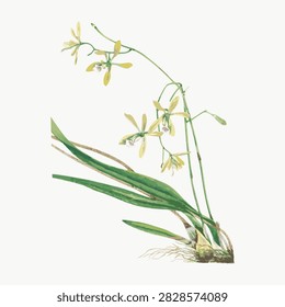 Delicate yellow orchid flower vector with slender green leaves and roots, isolated on white background, elegant botanical illustration.