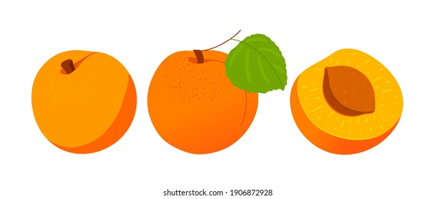 delicious apricots hand drawn icon