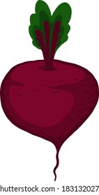 Delicious beet, illustration, vector on white background