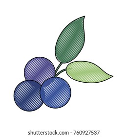 Delicious blueberries fruits
