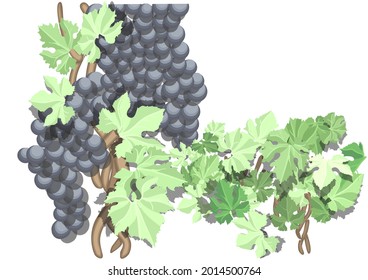 delicious bunch of rape grapes isolated on white
