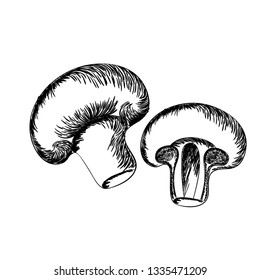 delicious champignon in drawing isolated icon