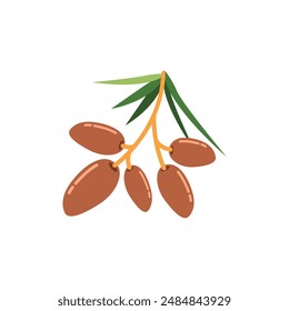 Delicious Dates Fruit, Essential for Ramadan Iftar