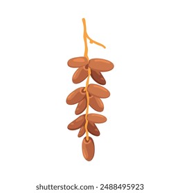 Delicious Dates Fruit, Essential for Ramadan Iftar