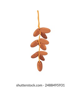 Delicious Dates Fruit, Essential for Ramadan Iftar
