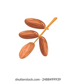 Delicious Dates Fruit, Essential for Ramadan Iftar