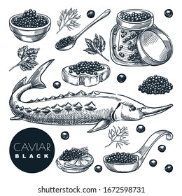 Delicious delicacy sturgeon fish black caviar, isolated on white background. Sketch vector illustration of luxury gourmet cuisine. Hand drawn seafood delicatessen food design elements