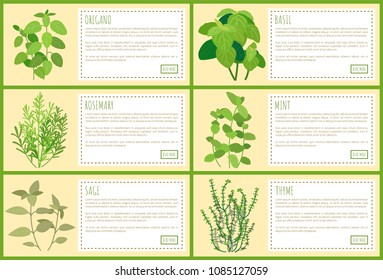 Delicious edible greenery use in culinary. Fresh herbs used as seasoning on banners with sample text. Fragrant natural plants vector illustrations.