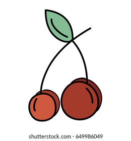 delicious fresh cherry organic fruit