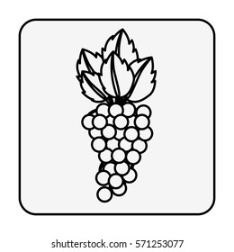 Delicious grapes fruit