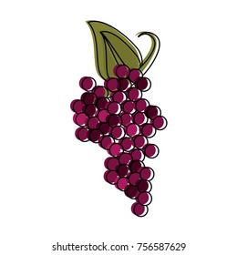 Delicious grapes fruit