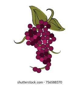 Delicious grapes fruit
