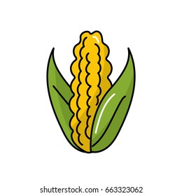 delicious and healthy cob corn food