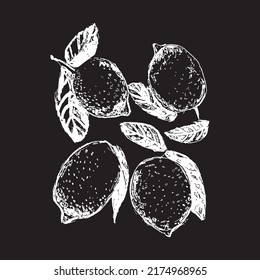 Delicious lemons. Paint art. Sketch