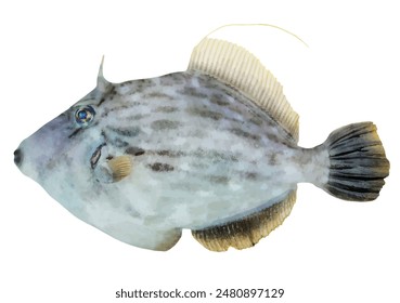 Delicious male sea Threadsail filefish (Kawahagi, Stephanolepis cirrhifer. Realistic look, cut-out illustration)