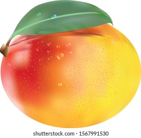 Delicious Mango sweet fresh fruit