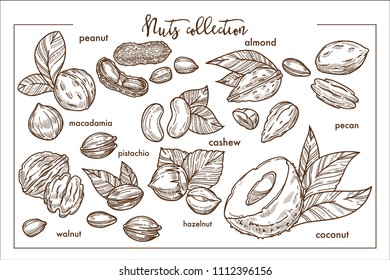 Deliciosas nueces de todo el mundo monocromo colección