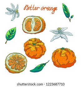 Delicious organic bitter orange. Slices with peel and seeds, half and whole bitter orange. Fragrant white flowers. Green leaves. Isolated illustration set