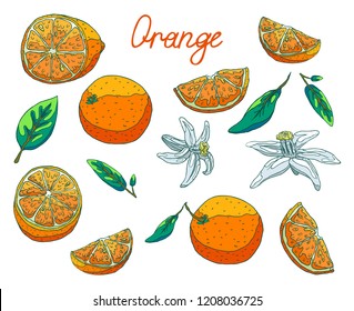 Delicious organic orange for fresh juice for breakfast. A slice of orange with a peel and seeds, half and a whole orange. Fragrant white orange flowers. Green leaves of a tree.