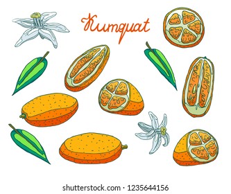 Delicious organic orange kumquat. Slices with peel and seeds, half and whole kumquat. Fragrant white flowers. Green leaves of a tree.