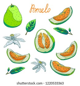 Delicious organic pomelo fruit for fresh juice. Slices of pomelo with peel and seeds, half and whole pomelo. Fragrant white flowers. Green leaves of a tree. Isolated illustration set