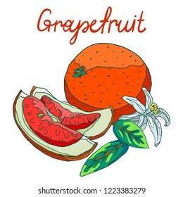 Delicious organic red grapefruit for fresh juice for breakfast. Slices of with peel and seeds, half and whole grapefruit. Fragrant white flowers. Green leaves. Isolated still life illustration