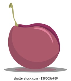 A delicious pink plum fruit vector color drawing or illustration