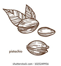 Delicious pistachio in shell with couple of leaves