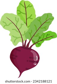 Delicious purple radish, bright and fresh color.